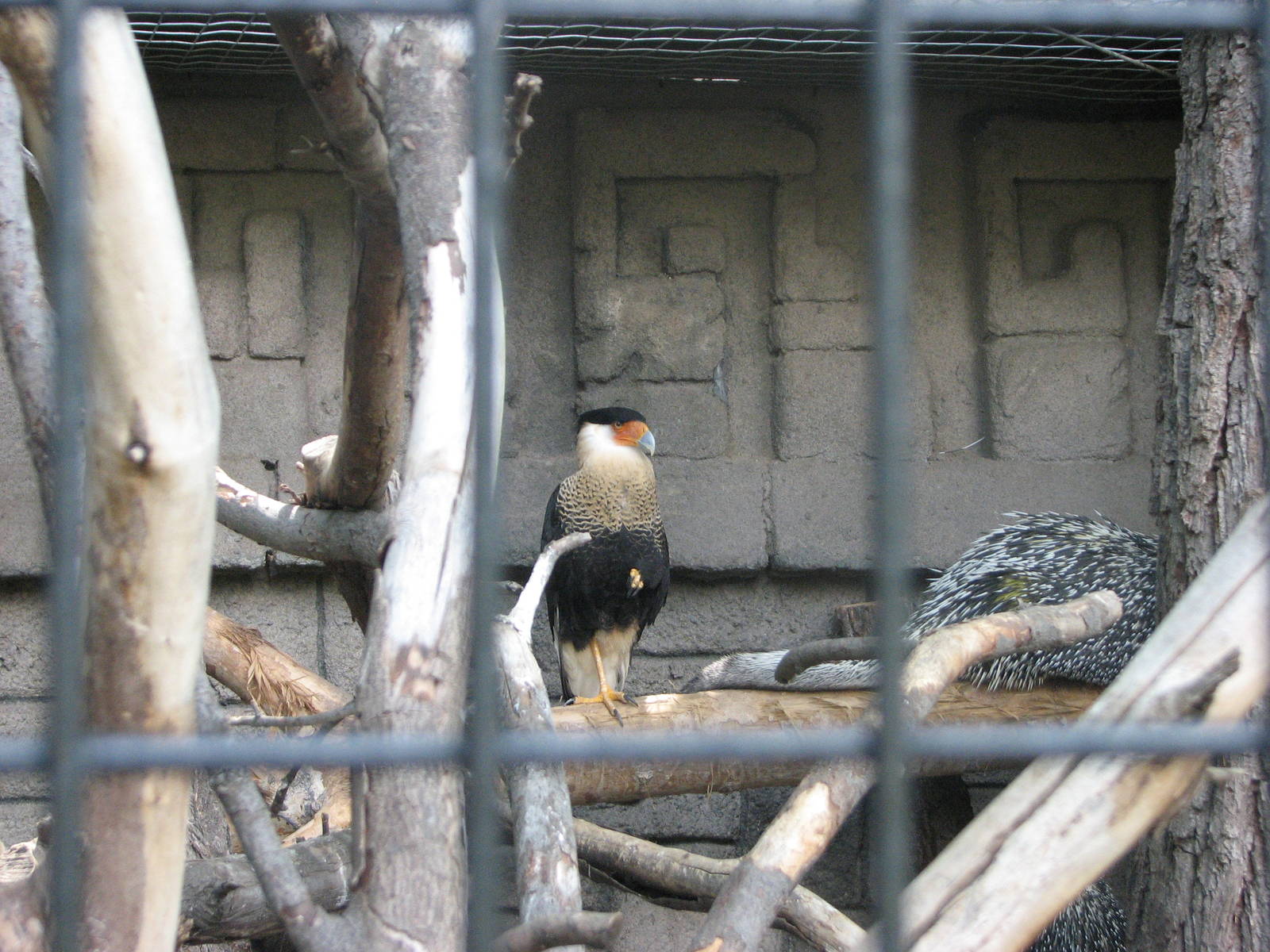 Mayan Ruins - Crested Caracara and Prehensile-tailed Porcupine