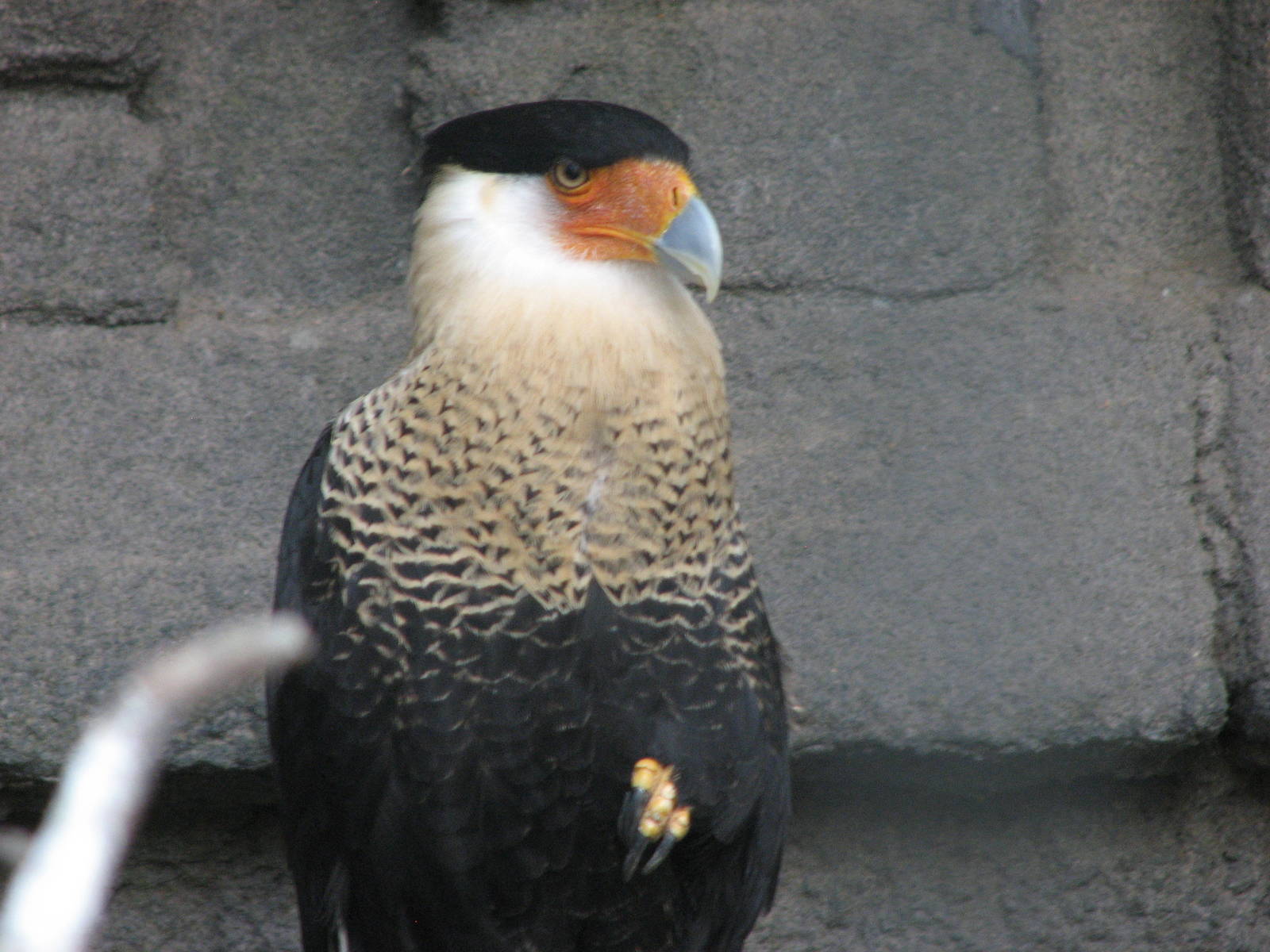 Mayan Ruins - Crested Caracara