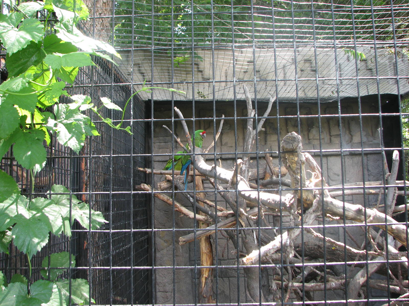 Mayan Ruins - Military Macaw