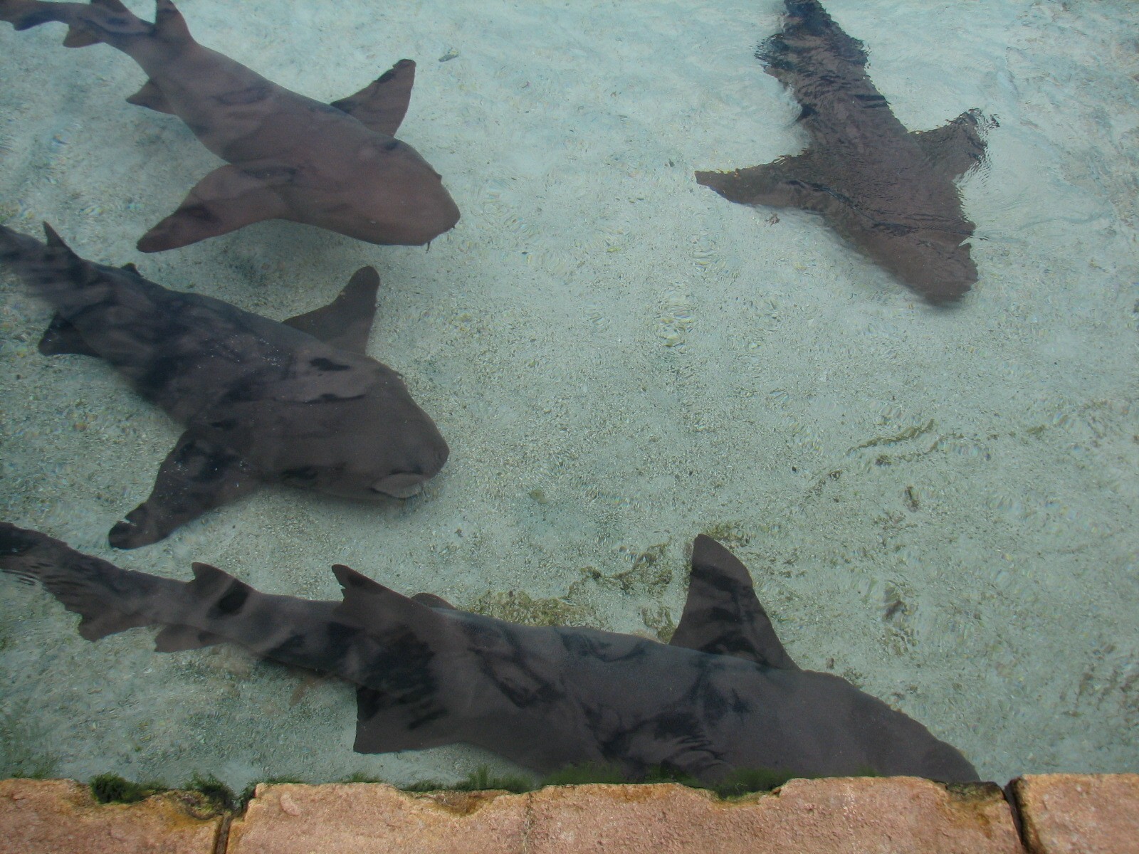 Mayan Temple Lagoon - Nurse Sharks