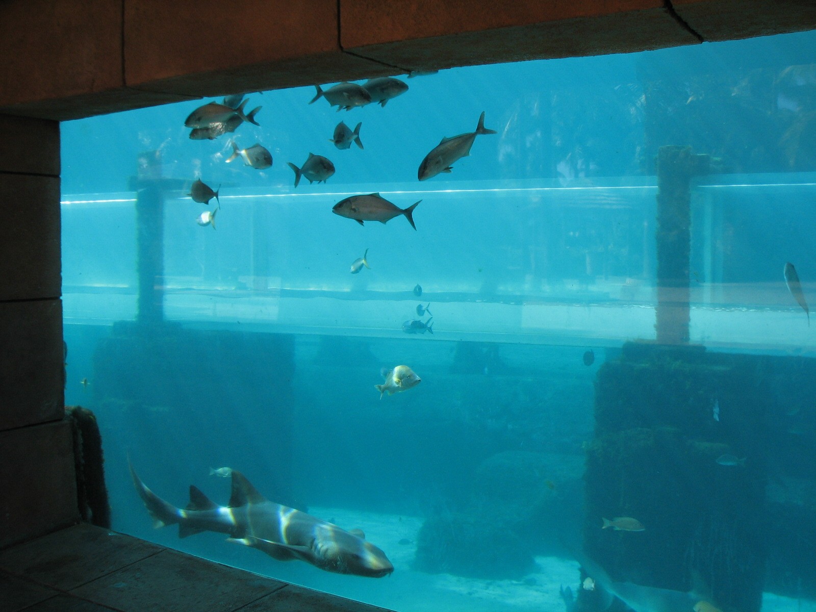 Mayan Temple Lagoon - Underwater Viewing Area