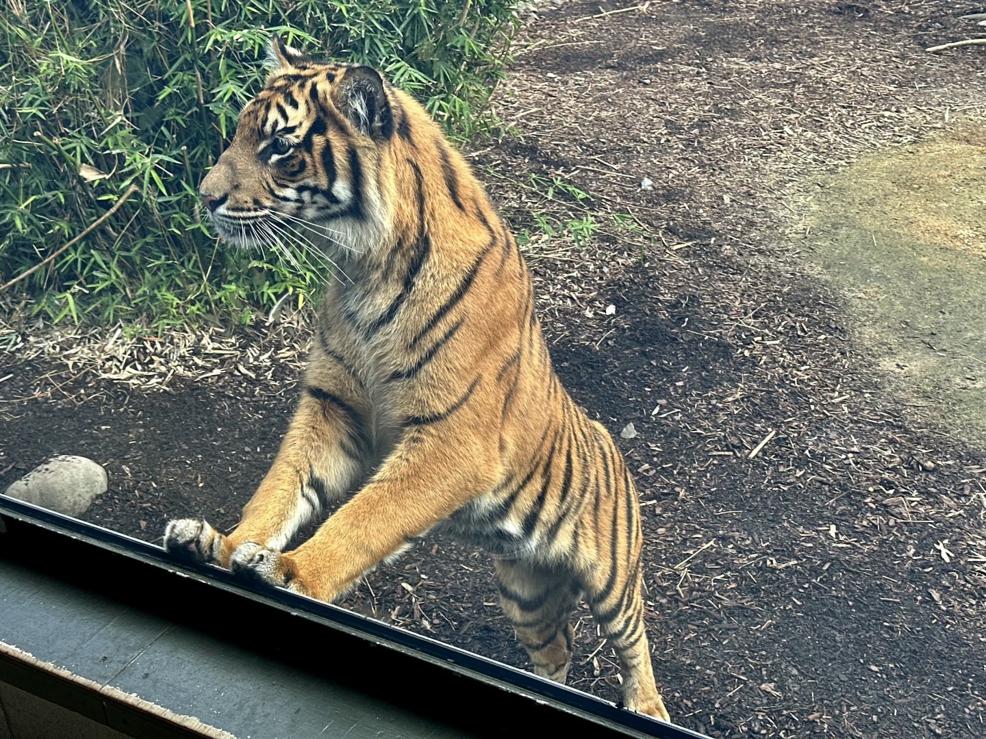 Mayang (16 Months Old)