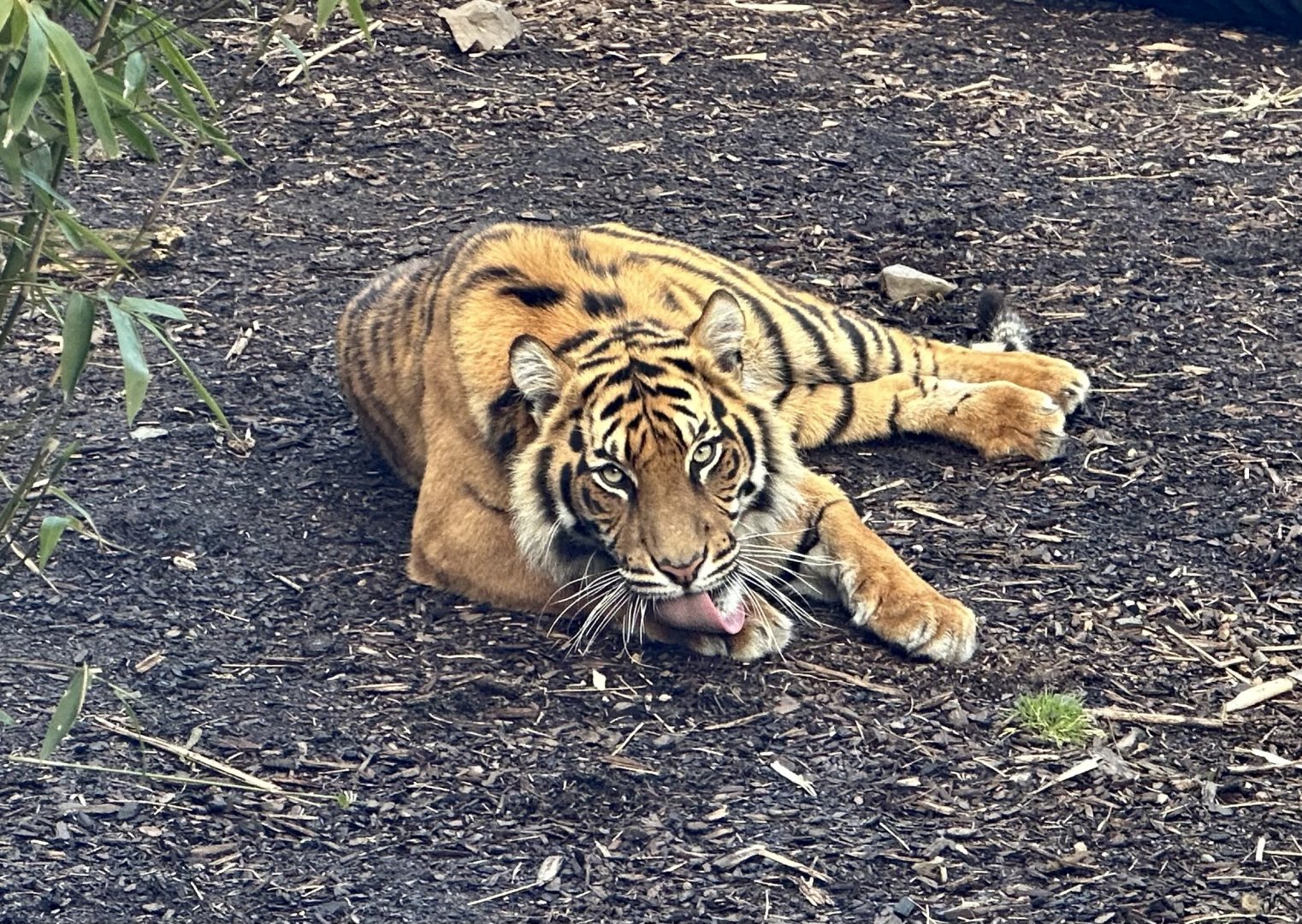 Mayang (20 Months Old)