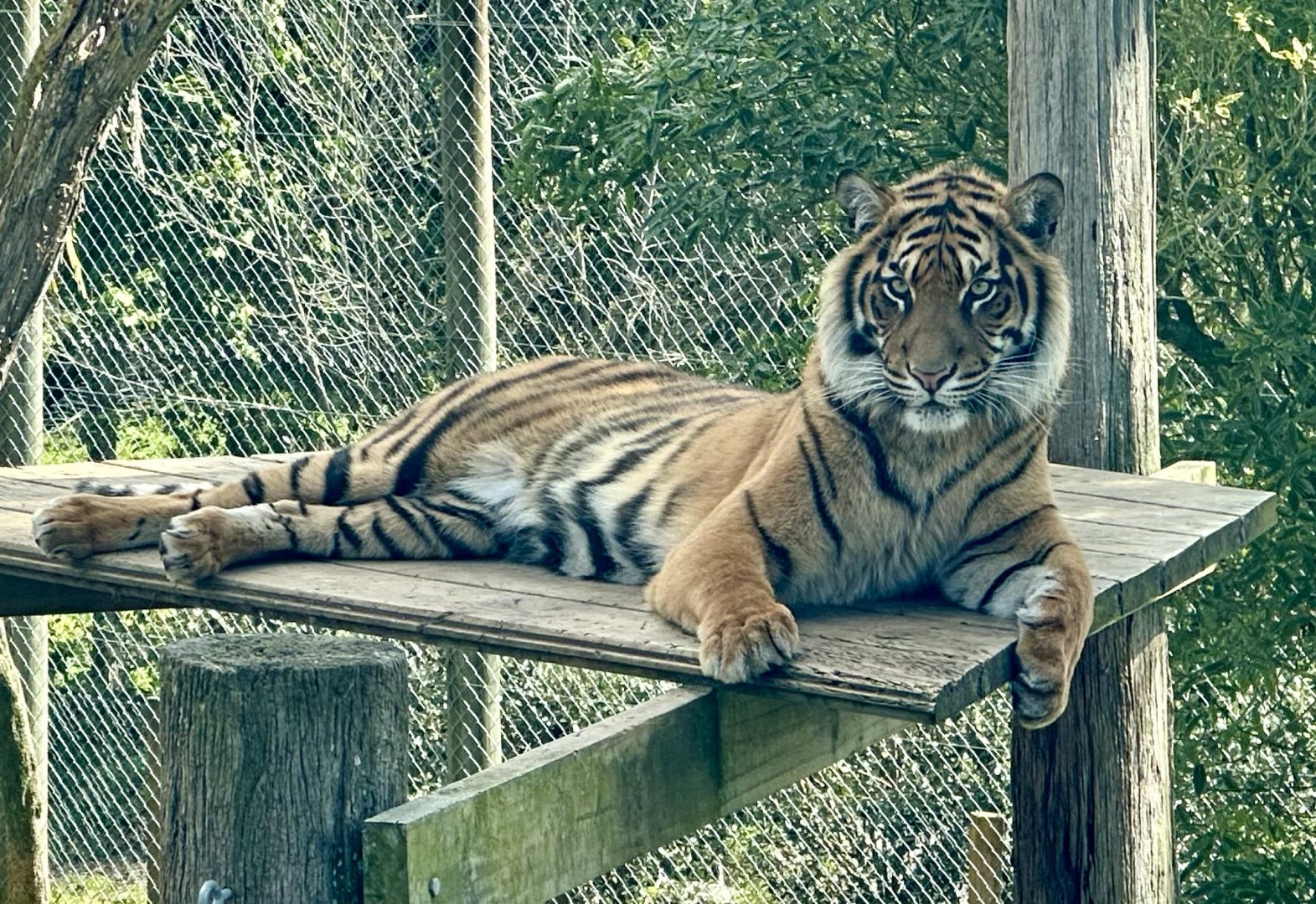 Mayang (20 Months Old)