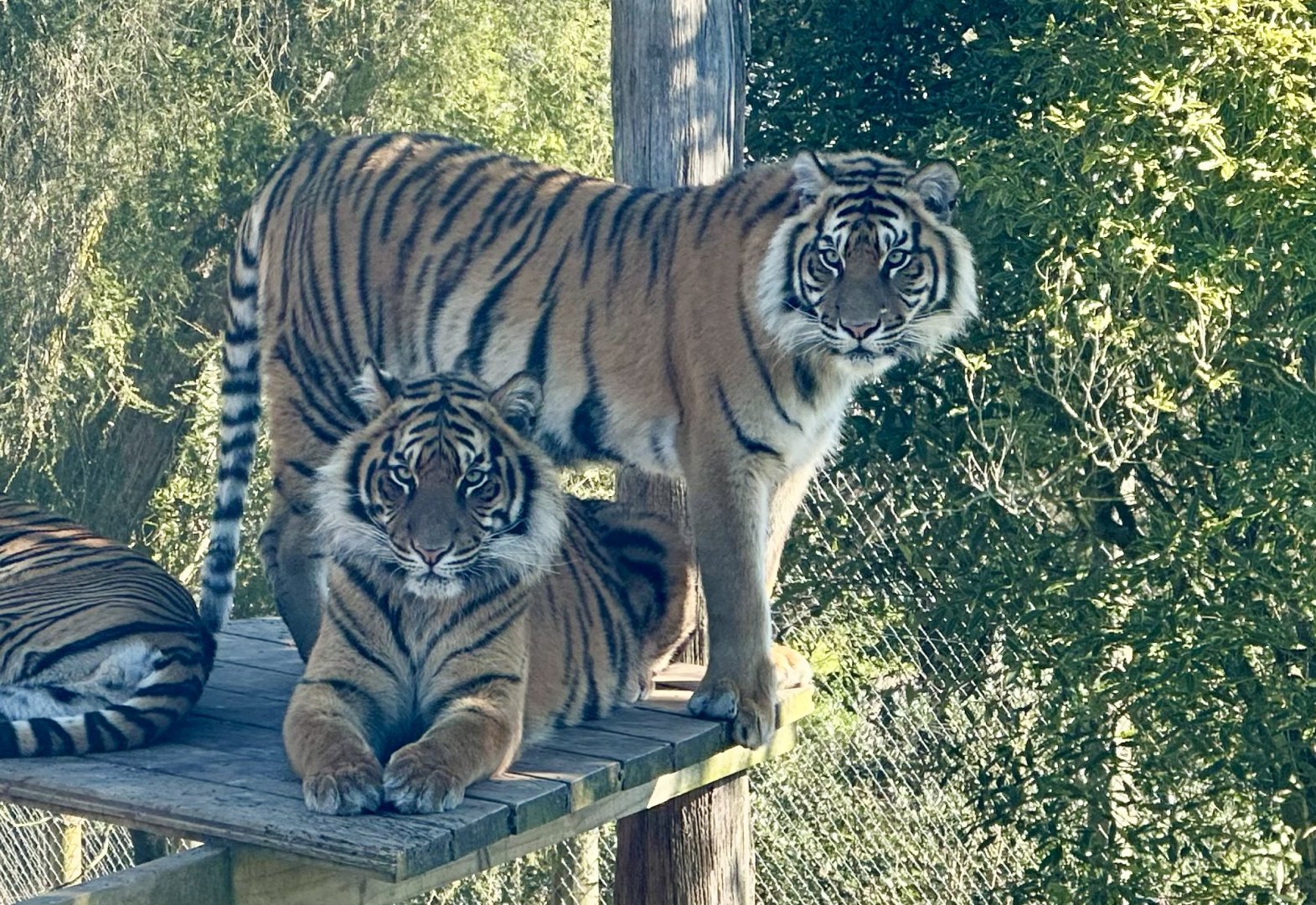 Mayang and Andalas (18 Months)