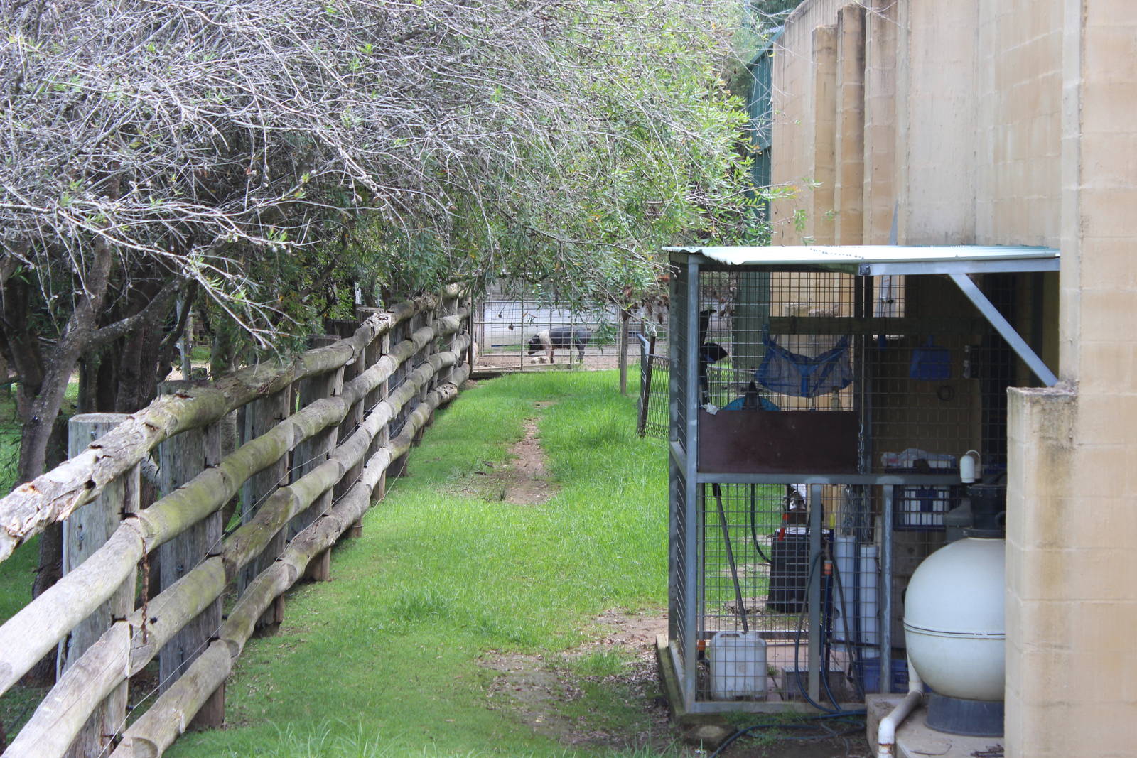 Maybe a new companion for the Tapir