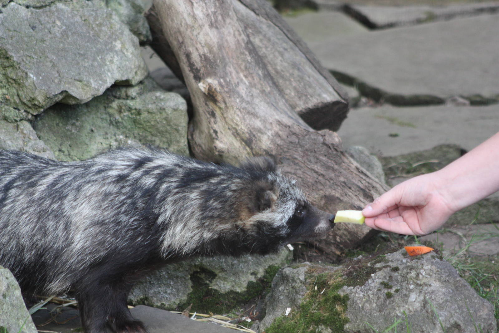 Maybe a piece of apple will work better, 17th August 2014