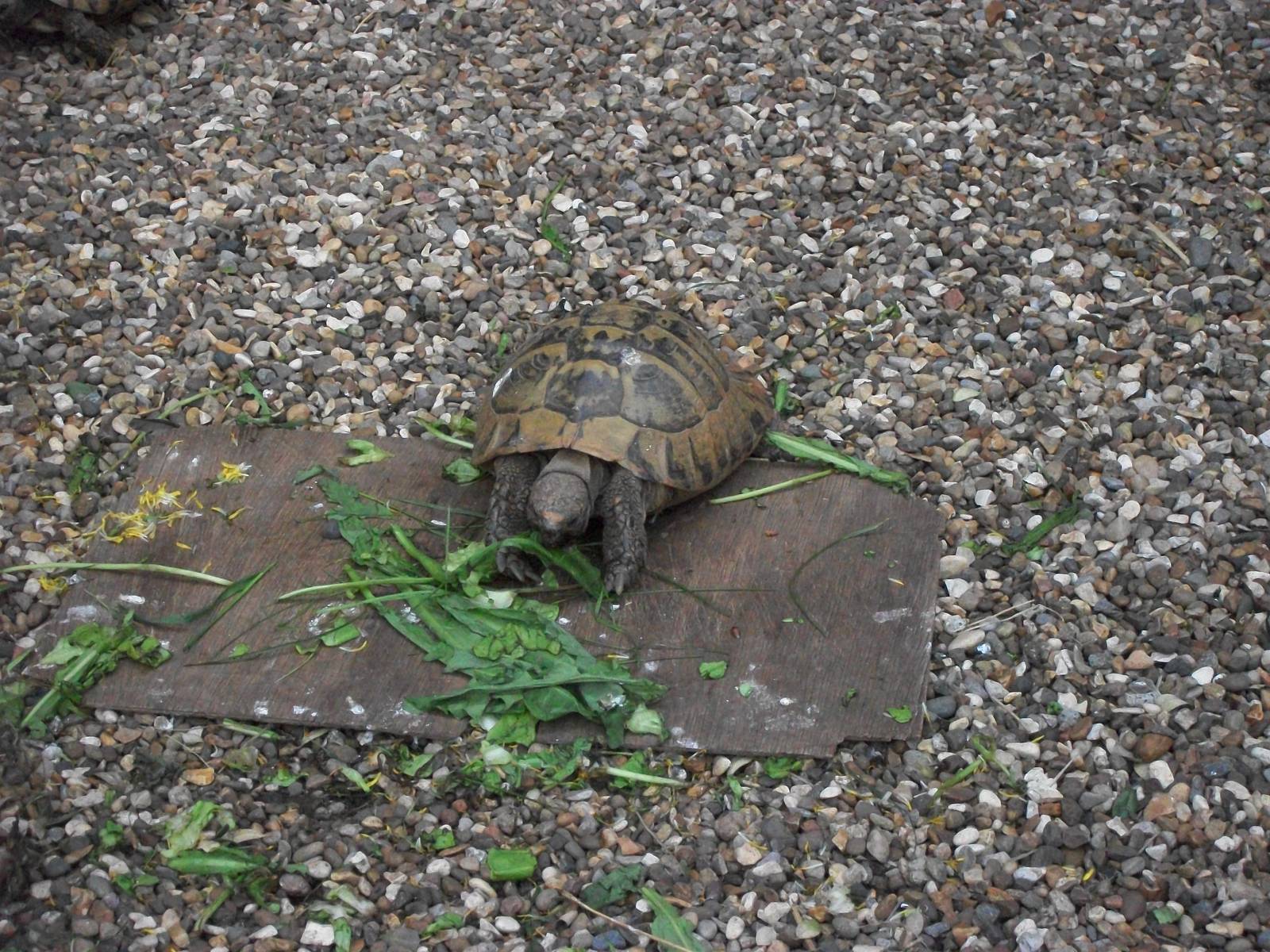 Maybe I did not need the fast action programme here, 5th May 2014