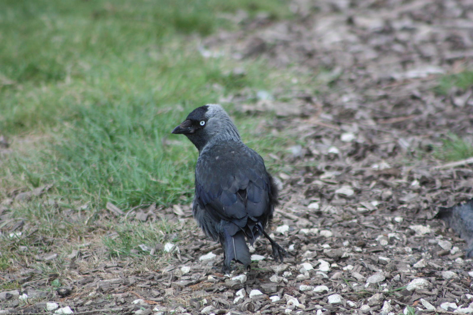 Maybe it should be under UK Wildlife! 4th July 2014