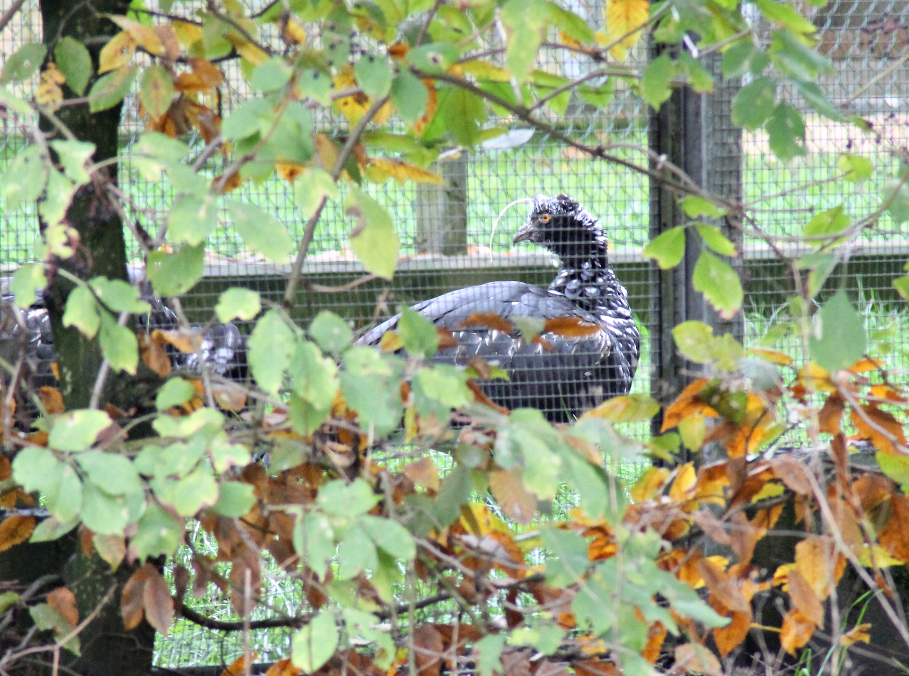 Maybe on-show soon? Horned screamer (Anhima cornuta)