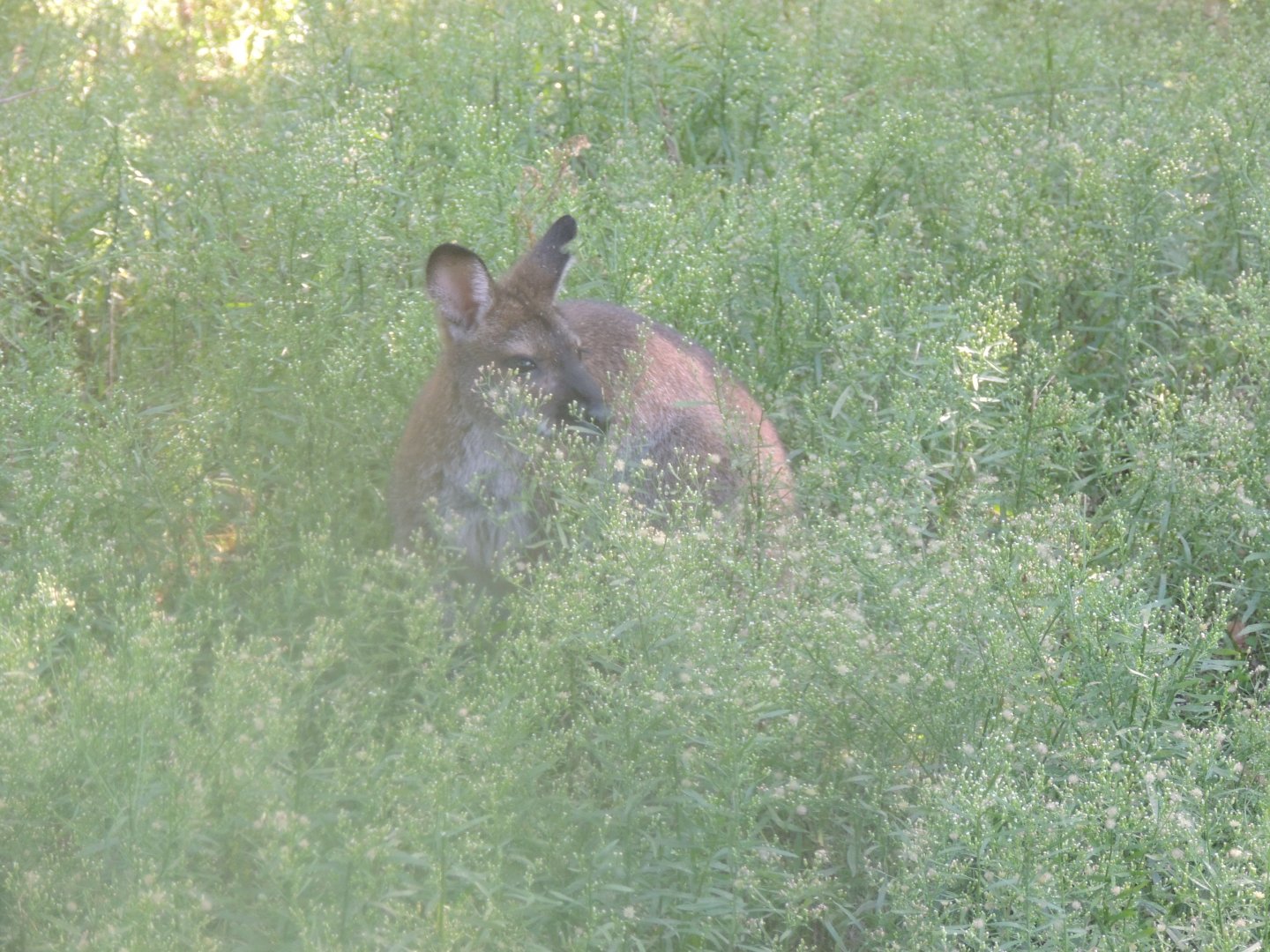 maybe they don't see me