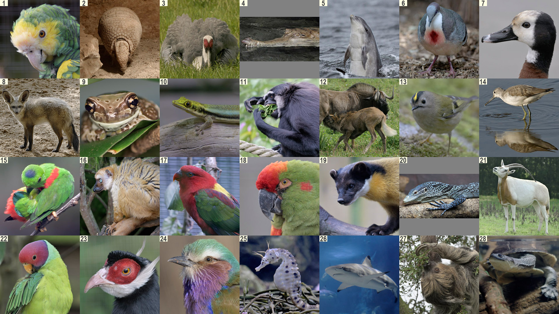 Mayday puzzle images.