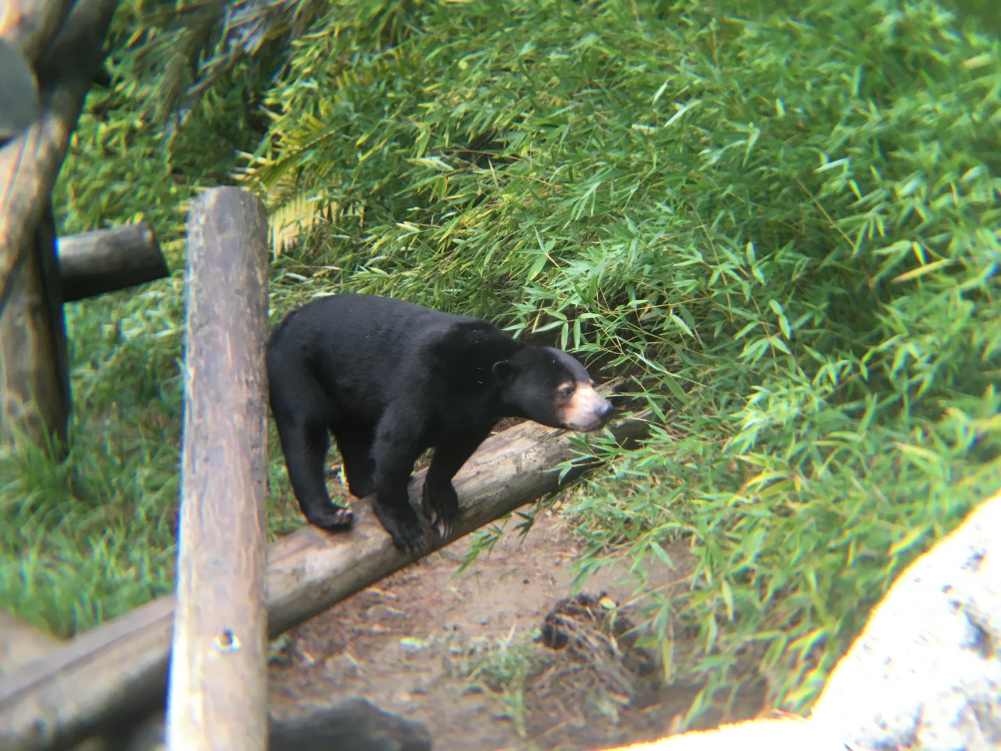 Maylaysian sun bear