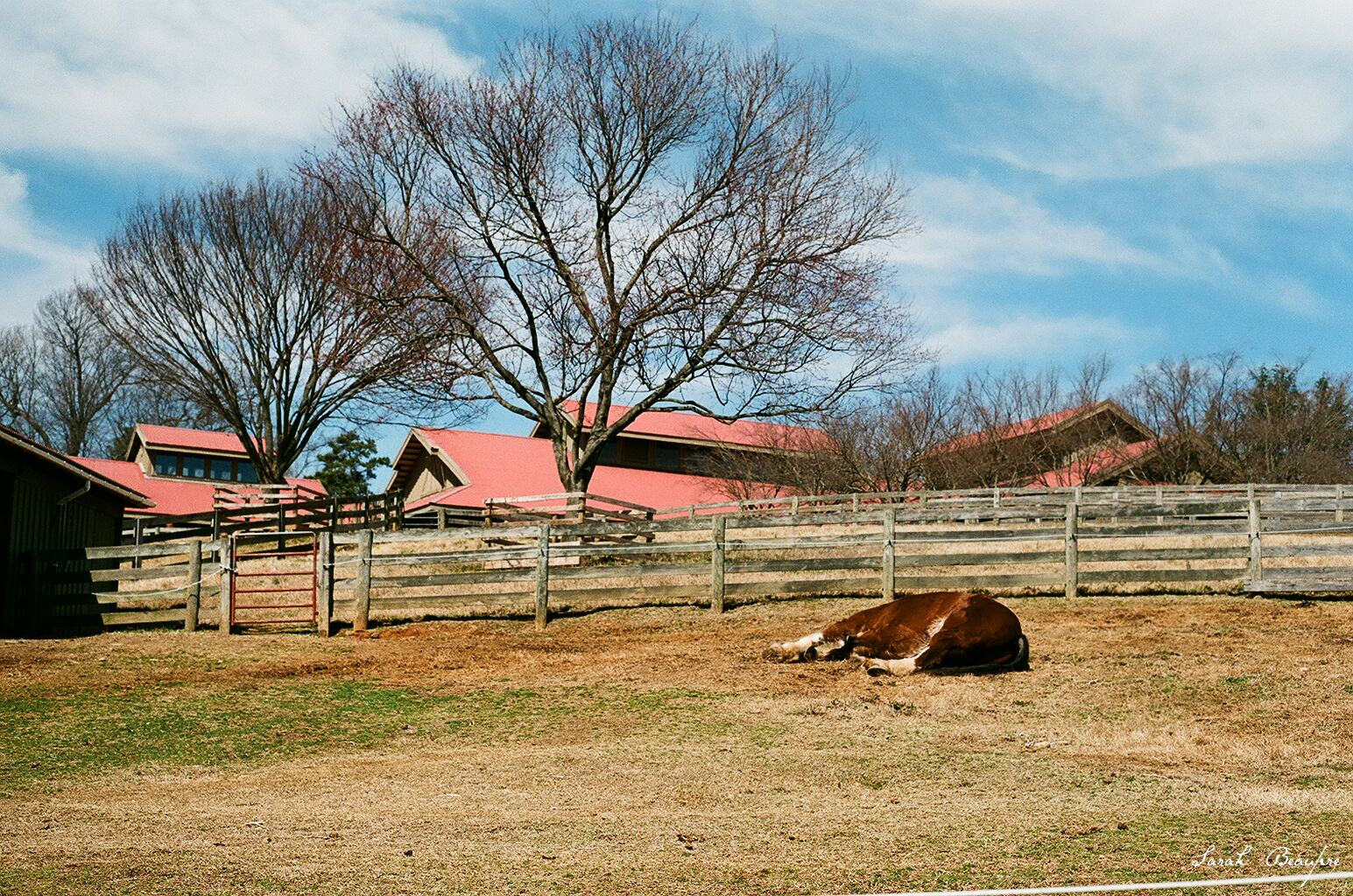Maymont - Clydesdale/Hackney horse