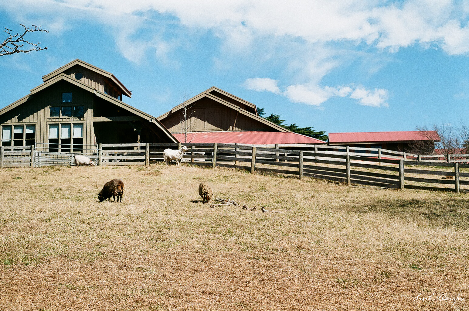 Maymont - Goats, with barn in background