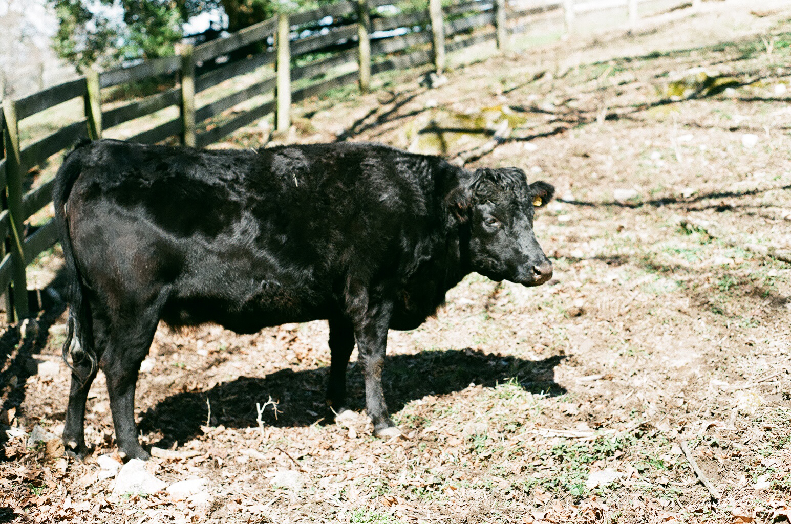 Maymont - Irish Dexter cow