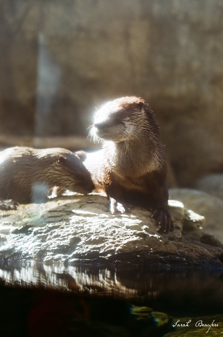 Maymont - North American River Otter