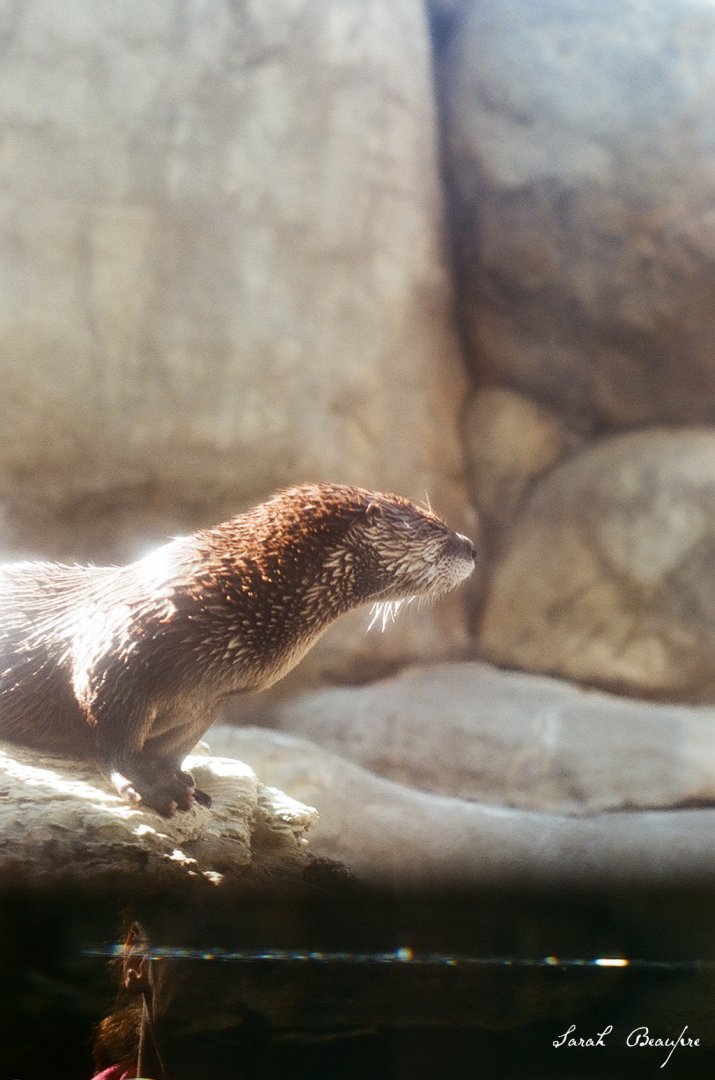 Maymont - North American River Otter