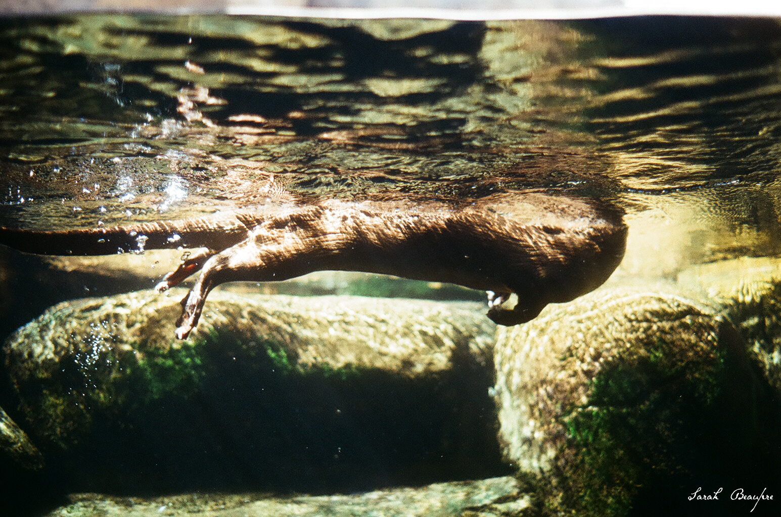Maymont - North American River Otter
