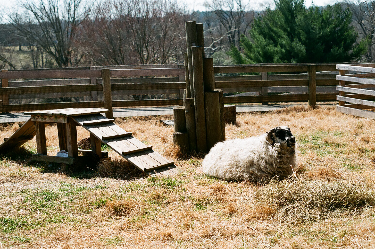 Maymont - Sheep