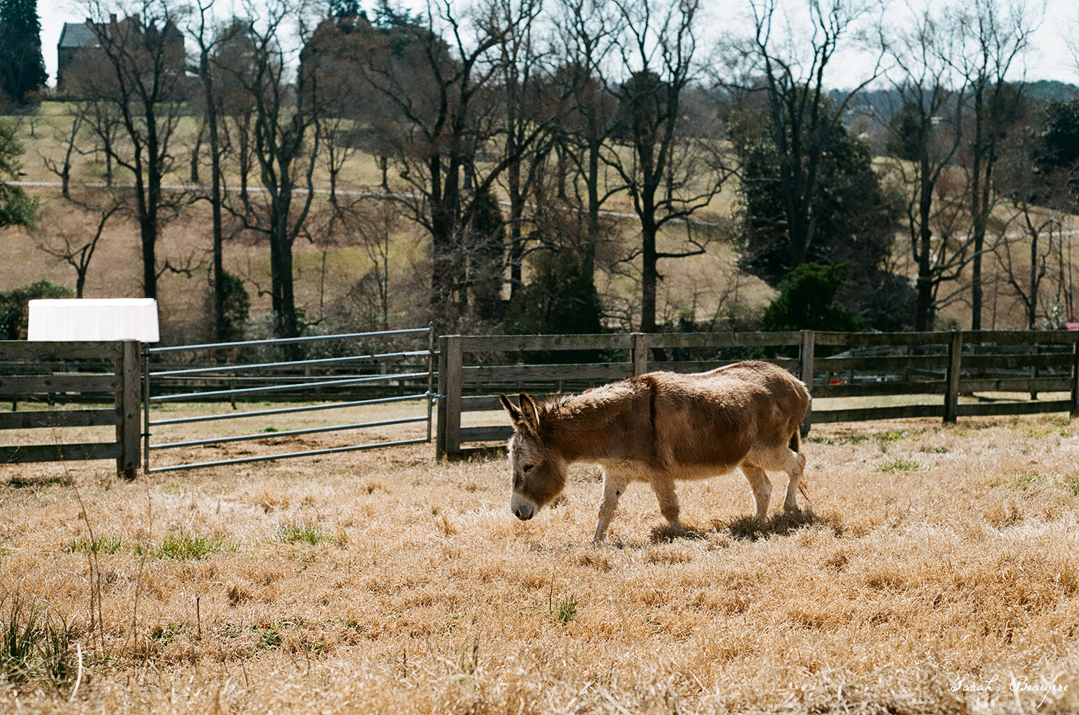 Maymont - Sicilian Donkey
