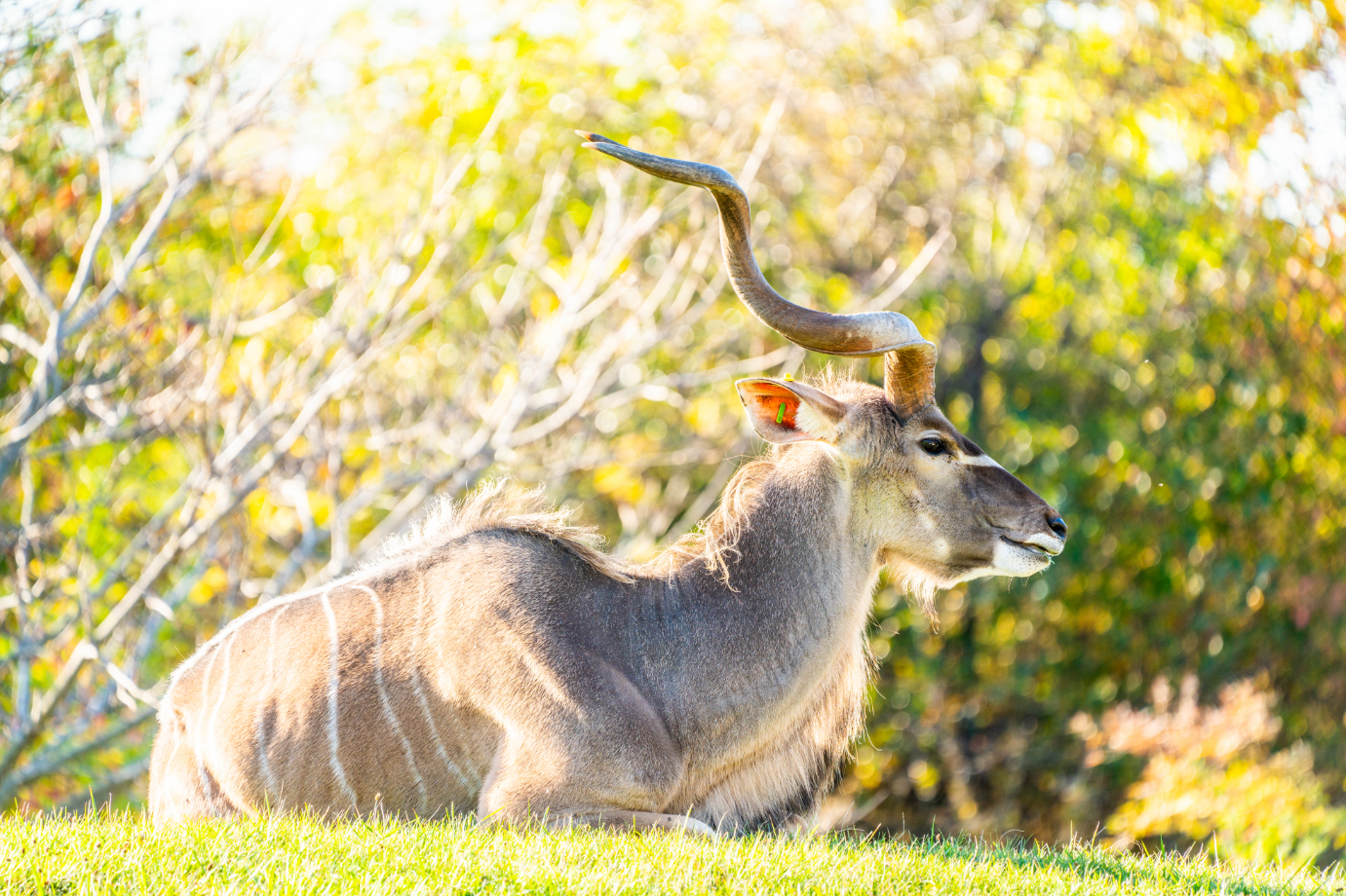 Maynard the male Greater Kudu