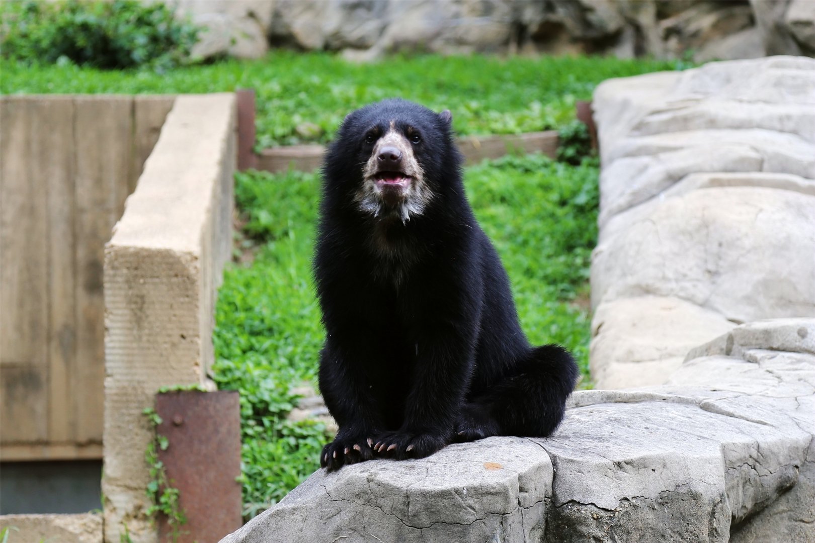 Mayni (Holt) the Spectacled Bear, July 2015