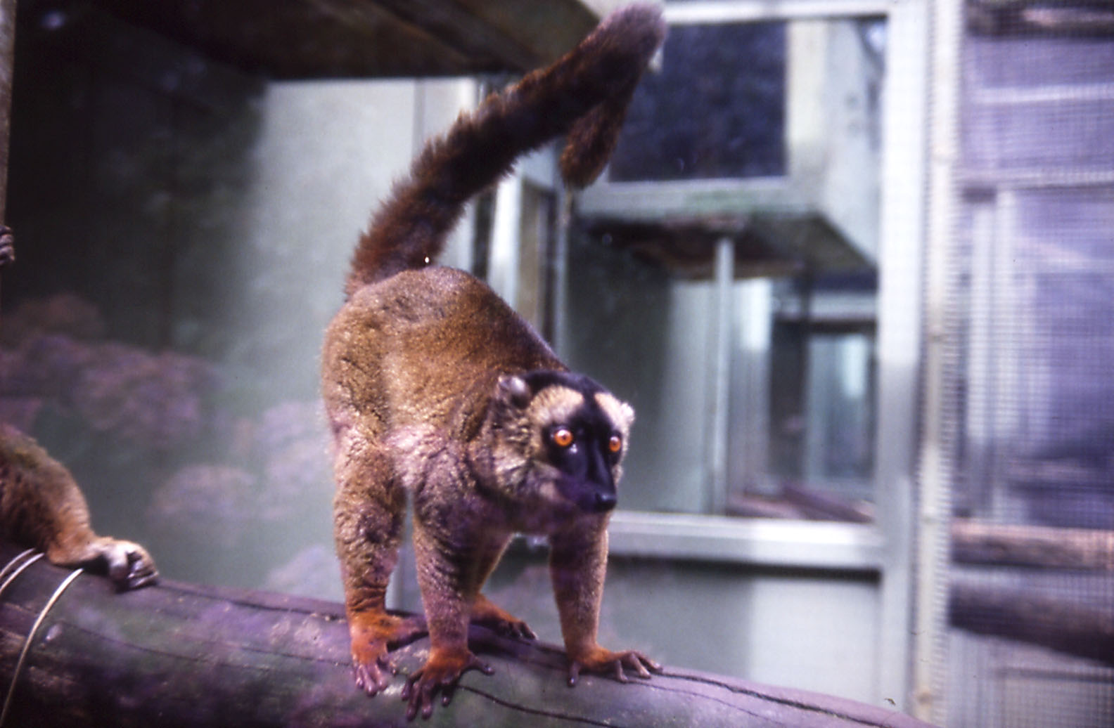Mayotte Brown Lemur - 1982