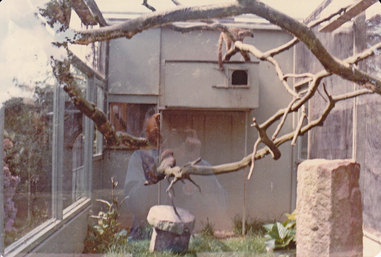 Mayotte Brown Lemur enclosure - 1982