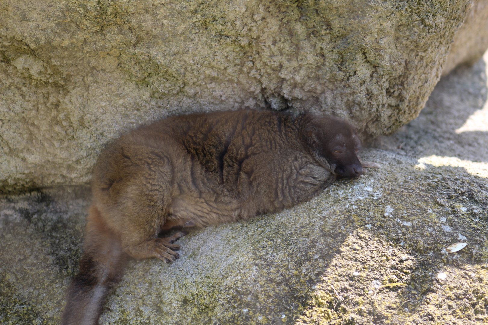 "Mayotte" Brown Lemur
