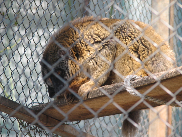 Mayotte brown lemur