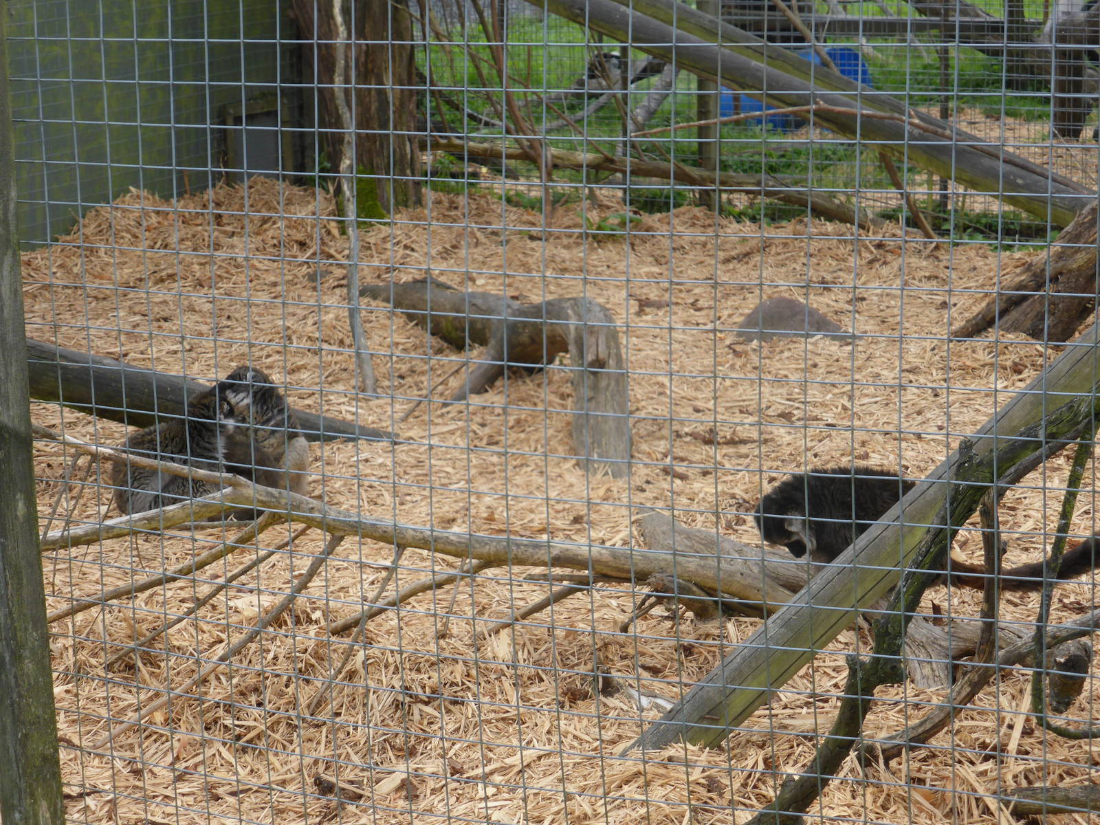 Mayotte brown lemurs