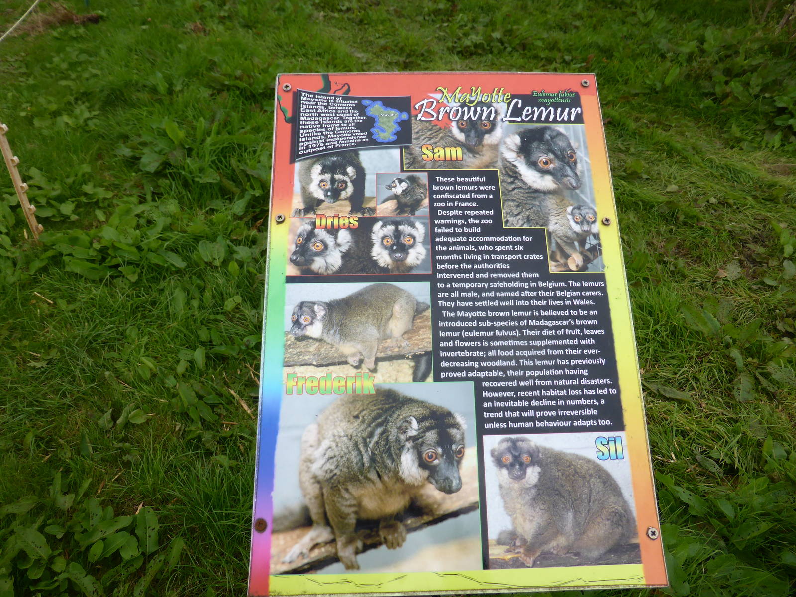 Mayotte brown lemurs