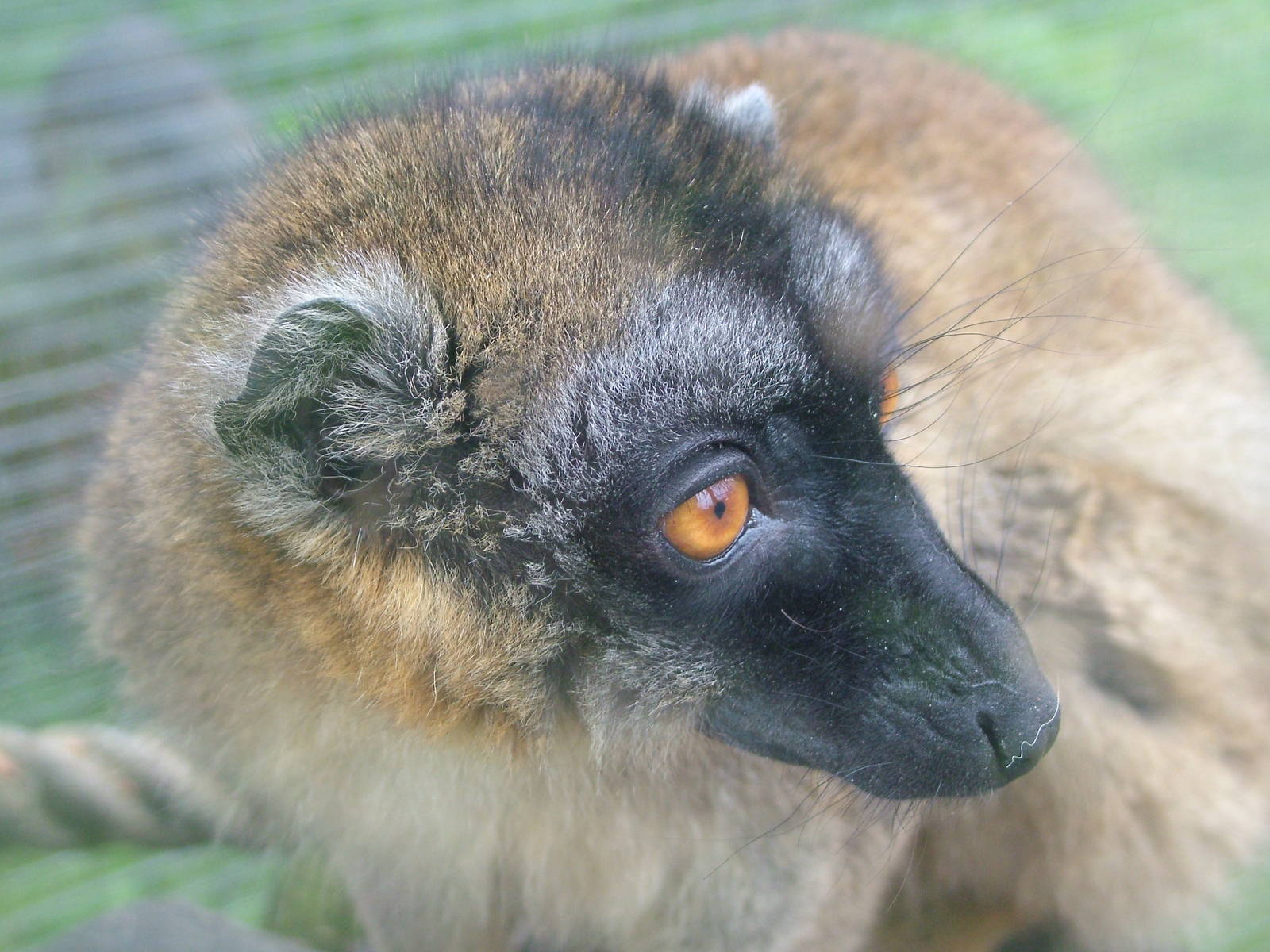 Mayotte Lemur at Blackbrook Sept 2008
