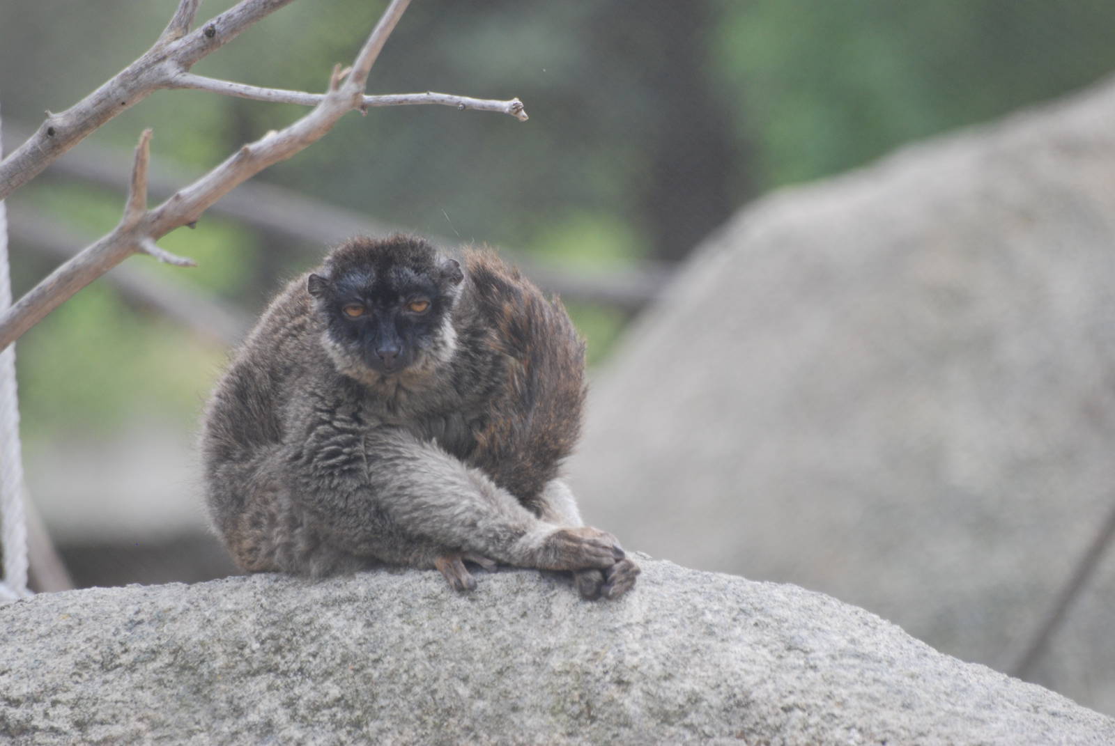Mayotte Lemur at Madrid Zoo Aquarium, 26/05/11