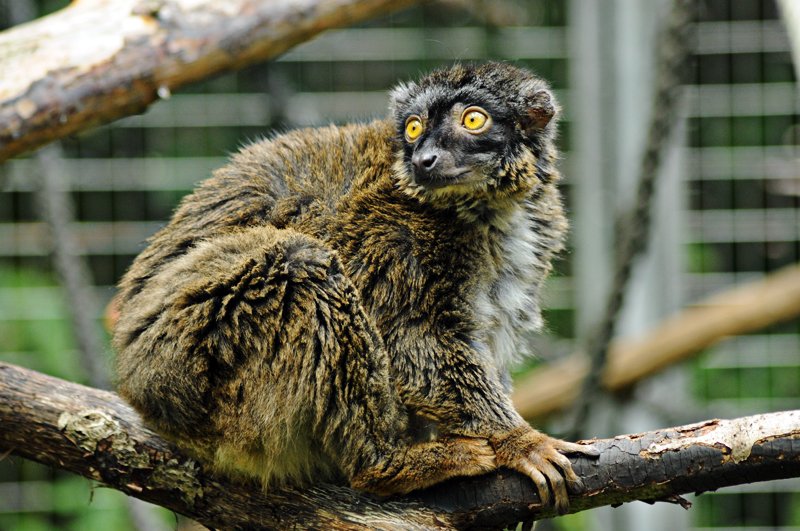 Mayotte lemur