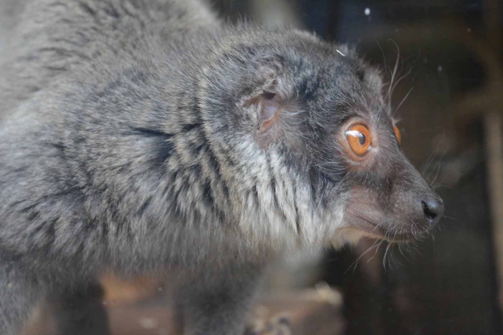 Mayotte's brown lemur