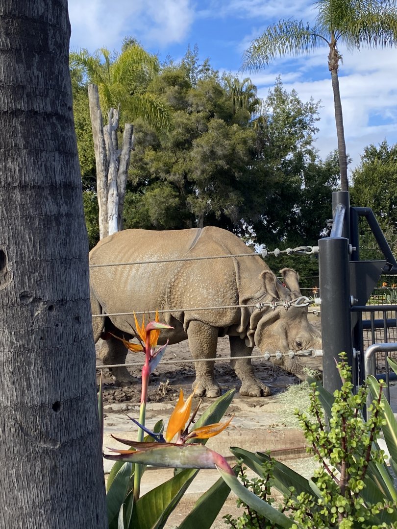Maza the Greater One-horned Rhino - Urban Jungle