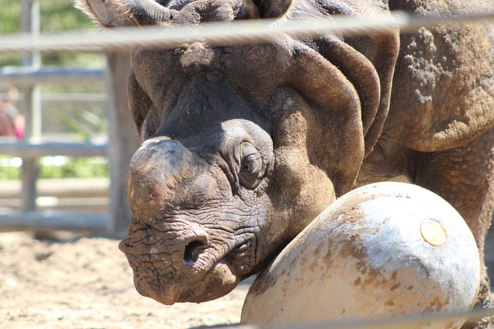 Maza the Indian Rhinoceros (R. unicornis)