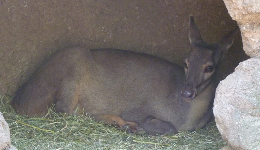 Mazama Gouazoubira (22-7-17 Faunia)