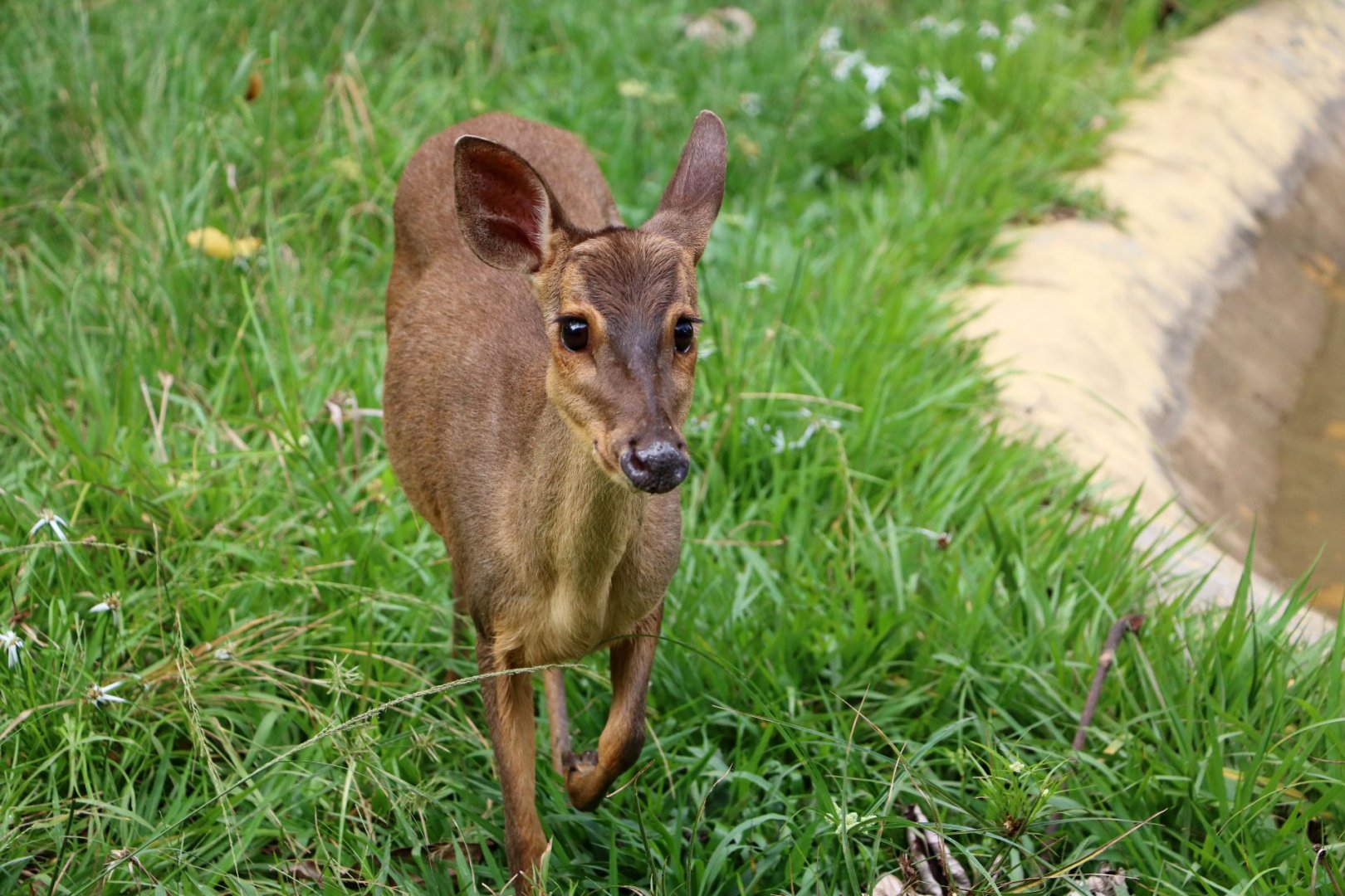Mazama (gouazoubira) murelia, May 2016