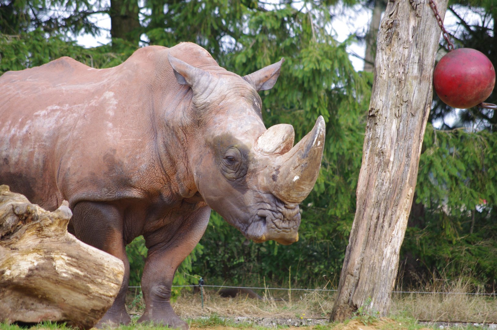 Mazungu- Southern White Rhino bull- 21/9/2024