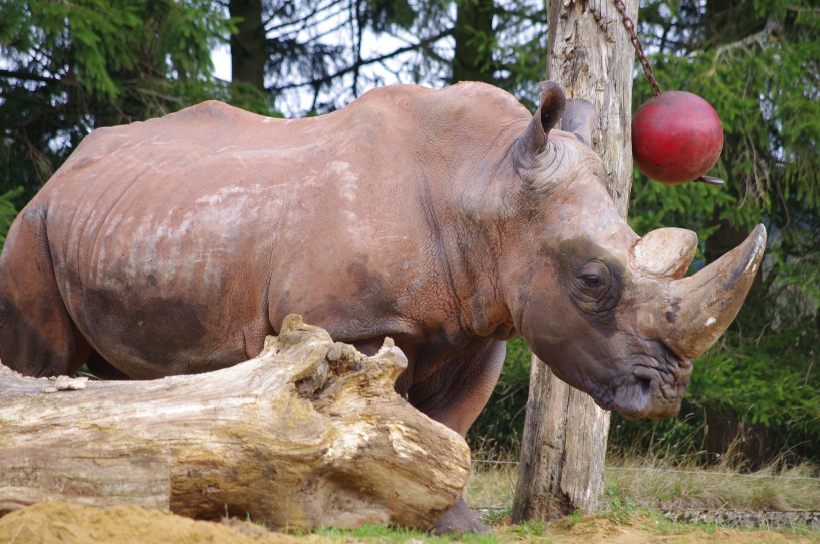 Mazungu- Southern White Rhino bull- 21/9/2024