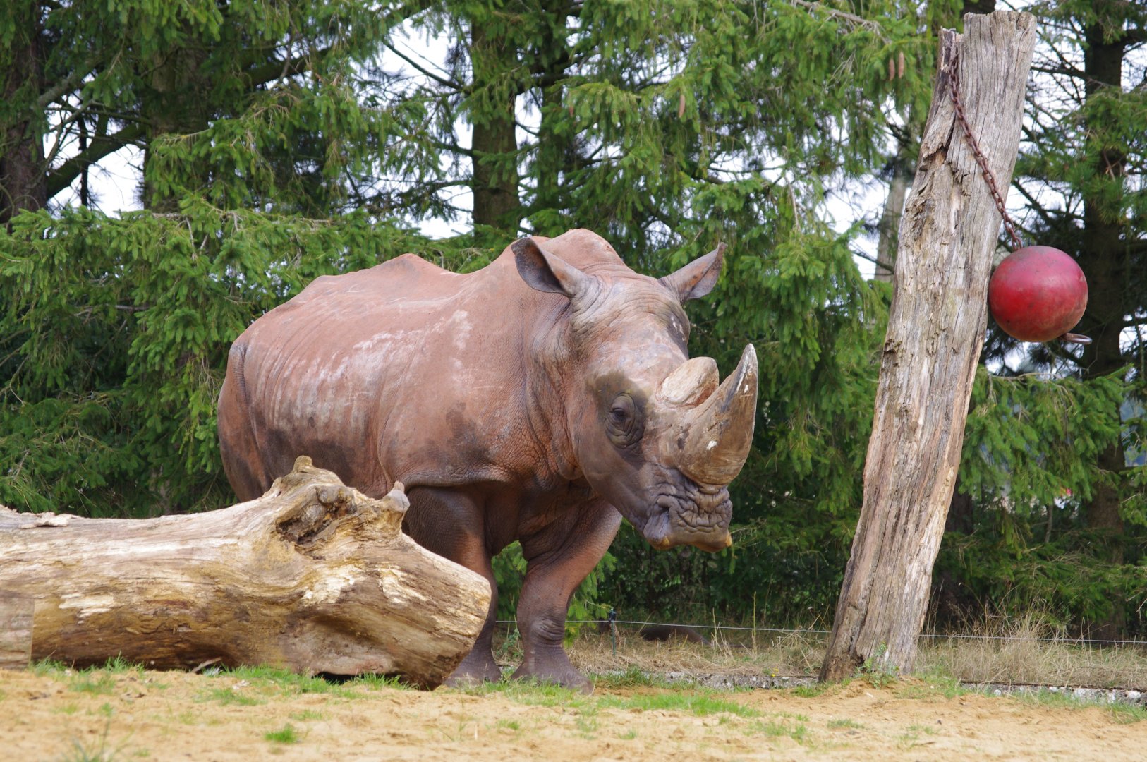 Mazungu- Southern White Rhino bull- 21/9/2024