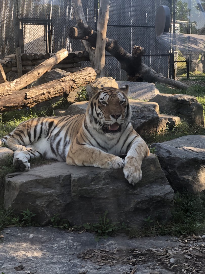 Mazy the Amur Tiger