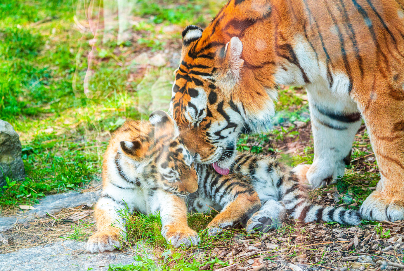 Mazyria (right) & Mila (left) the Amur Tigress mother and daughter