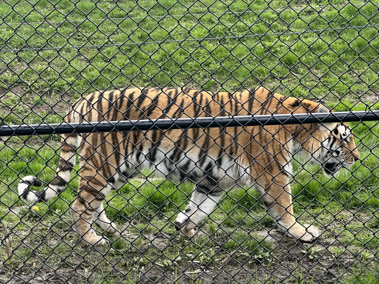 Mazyria the Amur Tiger