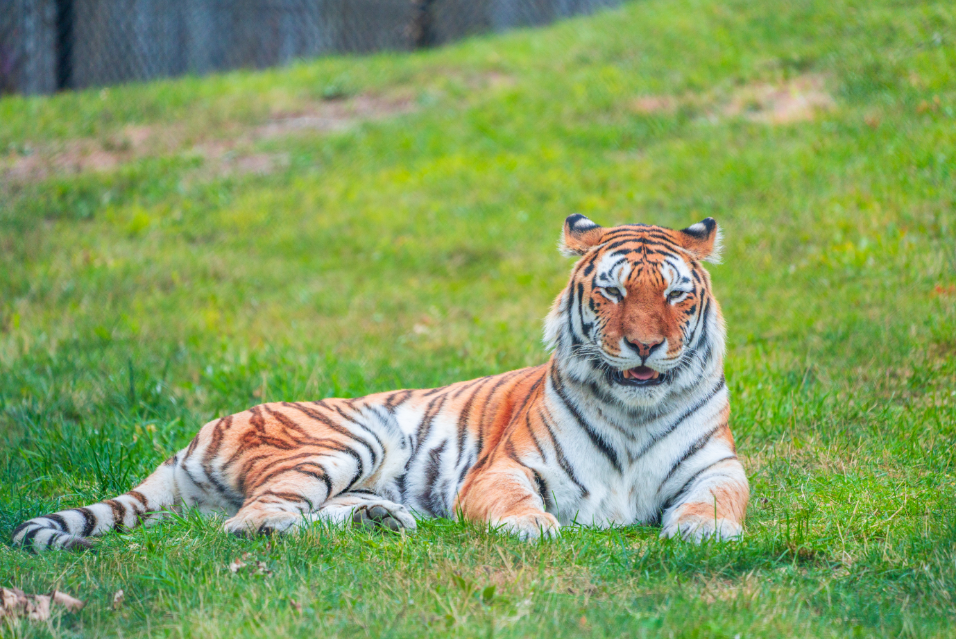 Mazyria the female Amur Tiger