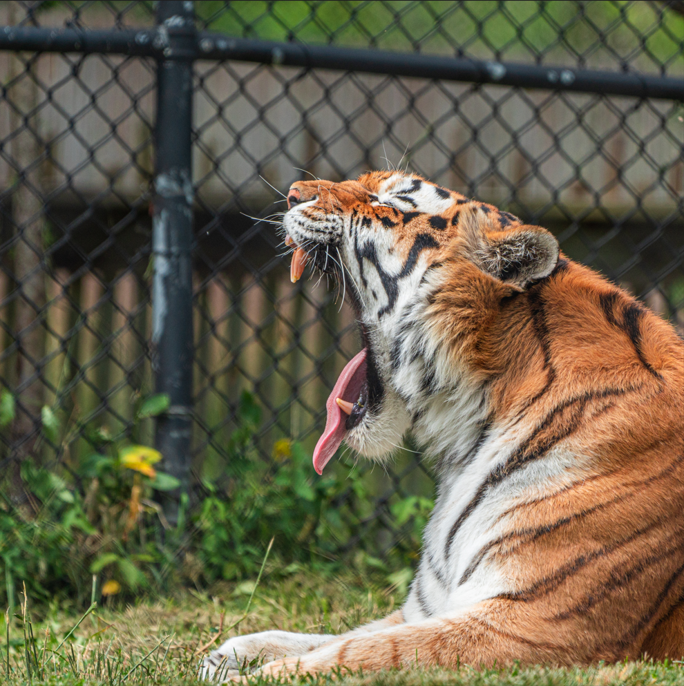 Mazyria the female Amur Tiger