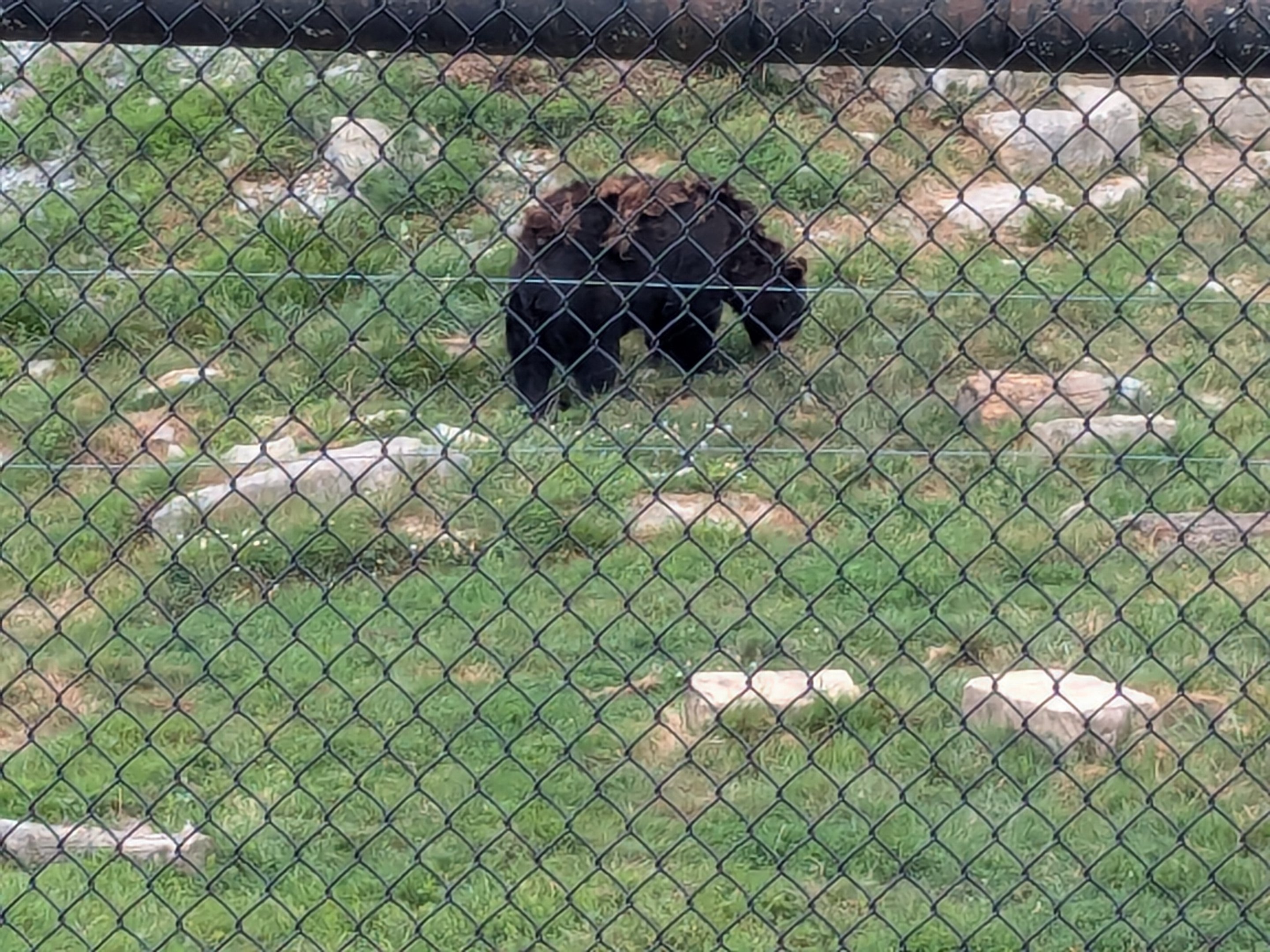 Mbali Outpost - Black bear